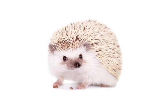 Domesticated hedgehog or African pygmy, isolated on white background