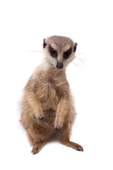 The meerkat or suricate cub, Suricata suricatta, isolated on white