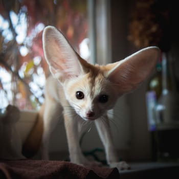 Pretty Fennec fox cub with Haloween pumpkins on window