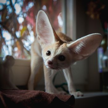 Pretty Fennec fox cub with Haloween pumpkins on window