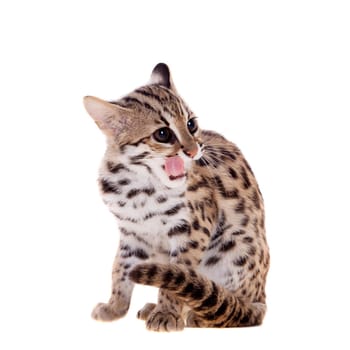 Asian leopard cat, Prionailurus bengalensis, isolated on white