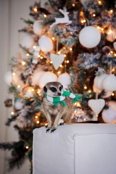 The meerkat or suricate, Suricata suricatta, in decorated room with Christmass tree. New Years celebration.