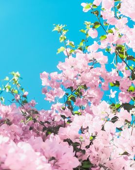 Blooming beauty, wedding invitation and nature concept - Pastel pink blooming flowers and blue sky in a dream garden, floral background