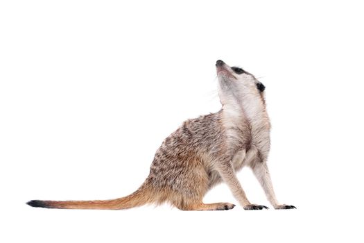 The meerkat or suricate, Suricata suricatta, isolated on white