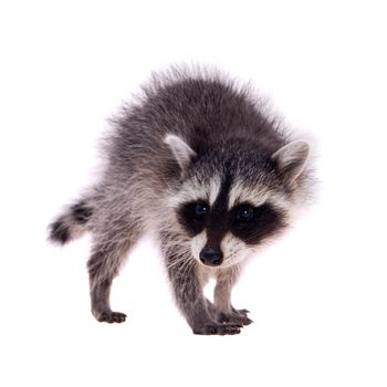 Baby raccoon - Procyon lotor in front of a white background