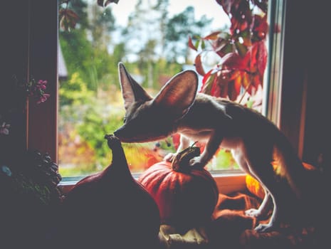 Pretty Fennec fox cub with Haloween pumpkins on window