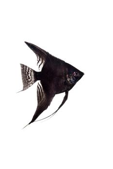 Black angelfish, Pterophyllum scalare, in profile isolated on white background
