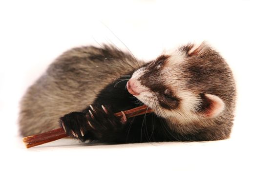 Ferret, 10 years old, isolated over white background