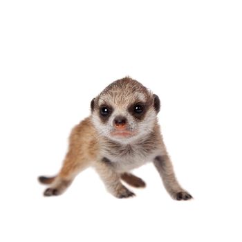 The meerkat or suricate cub, Suricata suricatta, isolated on white