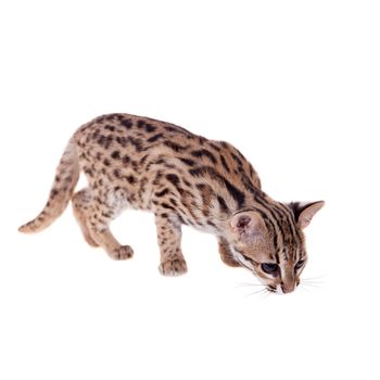 Asian leopard cat, Prionailurus bengalensis, isolated on white