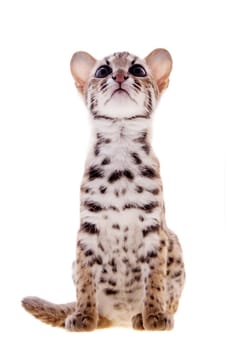 Asian leopard cat, Prionailurus bengalensis, isolated on white