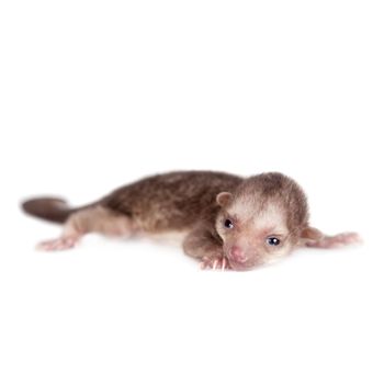 Kinkajou, Potos flavus, baby isolated on white backgroun