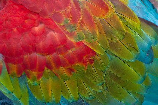 Beautiful texture of Red and green Macaw feathers