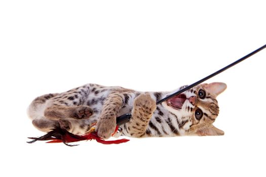 Asian leopard cat, Prionailurus bengalensis, isolated on white