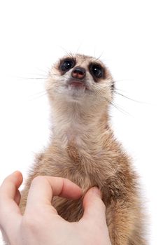 The meerkat or suricate cub, Suricata suricatta, isolated on white