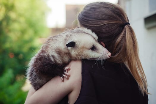 The Virginia or North American opossum, Didelphis virginiana, in the garden