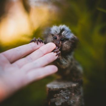 The common marmoset, Callithrix jacchus, on the branch in summer garden