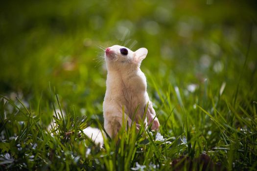 White sugar glider, Petaurus breviceps, on green meadow