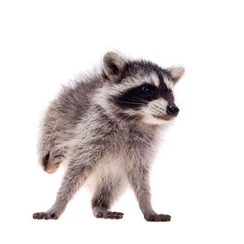 Baby raccoon - Procyon lotor in front of a white background