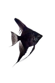 Black angelfish, Pterophyllum scalare, in profile isolated on white background