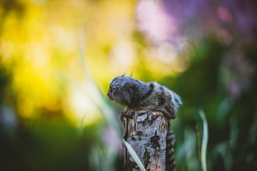 The common marmoset, Callithrix jacchus, on the branch in summer garden