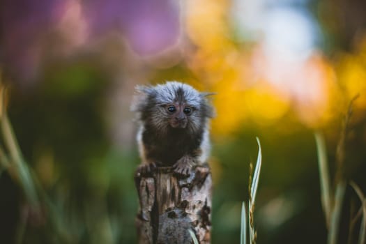 The common marmoset, Callithrix jacchus, on the branch in summer garden