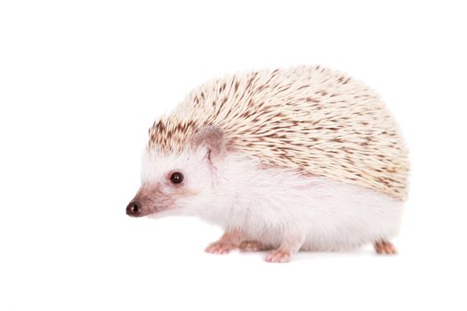 Domesticated hedgehog or African pygmy, isolated on white background