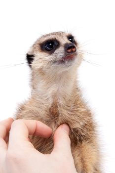 The meerkat or suricate cub, Suricata suricatta, isolated on white