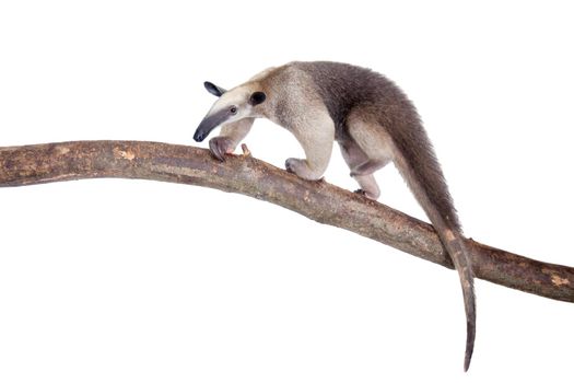 Collared Anteater, Tamandua tetradactyla isolated on white background