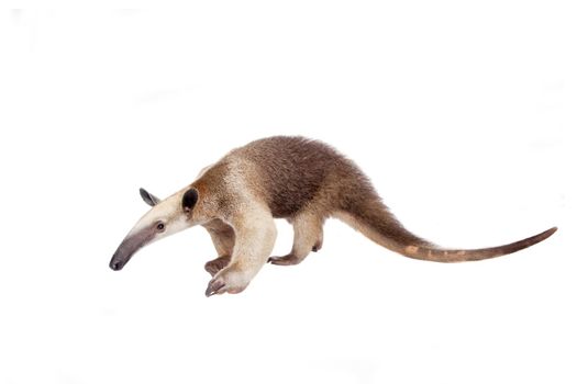 Collared Anteater, Tamandua tetradactyla isolated on white background