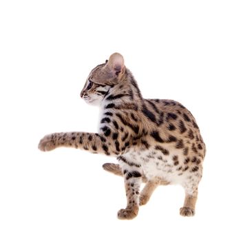 Asian leopard cat, Prionailurus bengalensis, isolated on white