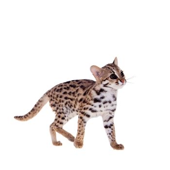 Asian leopard cat, Prionailurus bengalensis, isolated on white