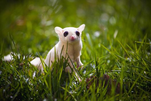 White sugar glider, Petaurus breviceps, on green meadow