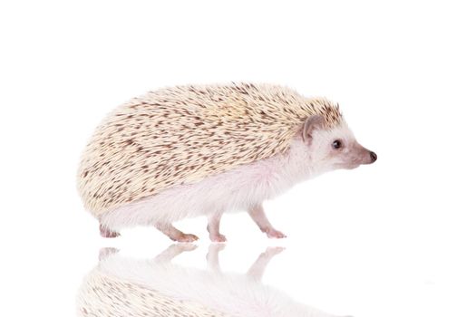 Domesticated hedgehog or African pygmy, isolated on white background