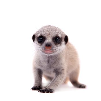 The meerkat or suricate cub, Suricata suricatta, isolated on white