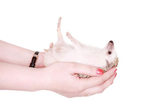 Domesticated hedgehog or African pygmy, isolated on white background