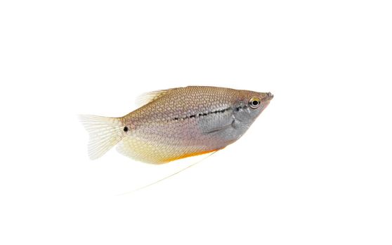 Lace or pearl gourami, Trichopodus leerii, isolated on white background