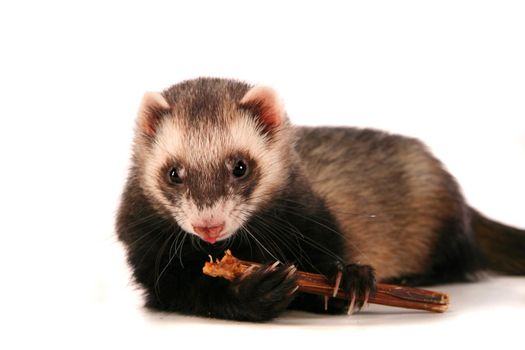 Ferret, 10 years old, isolated over white background