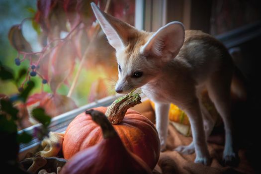 Pretty Fennec fox cub with Haloween pumpkins on window