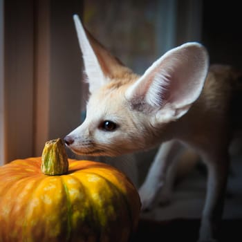 Pretty Fennec fox cub with Haloween pumpkins on window