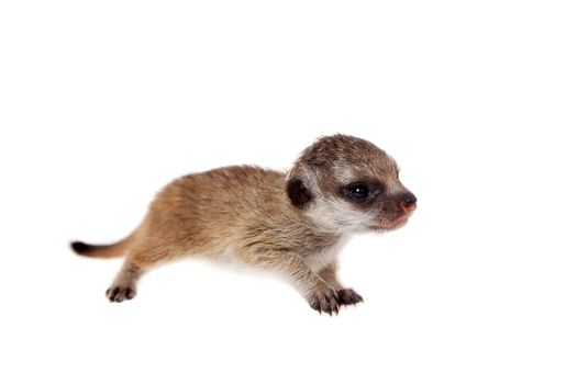 The meerkat or suricate cub, Suricata suricatta, isolated on white