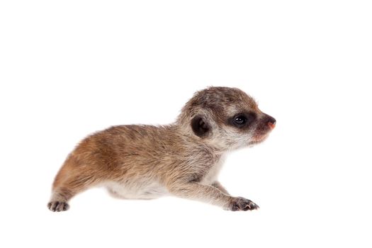 The meerkat or suricate cub, Suricata suricatta, isolated on white