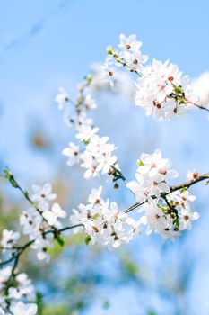 Floral beauty, dream garden and natural scenery concept - Cherry tree blossom and blue sky, white flowers as nature background