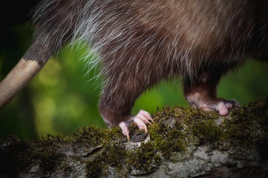 The Virginia or North American opossum, Didelphis virginiana, in the garden