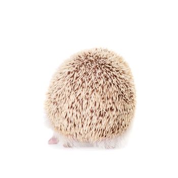 Domesticated hedgehog or African pygmy, isolated on white background