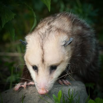 The Virginia or North American opossum, Didelphis virginiana, in the garden