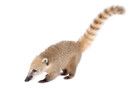 South American coati, Nasua nasua, baby isolated on white background