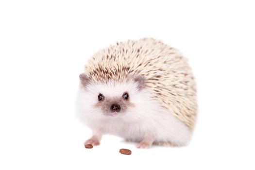 Domesticated hedgehog or African pygmy, isolated on white background