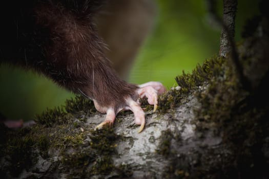 The Virginia or North American opossum, Didelphis virginiana, in the garden