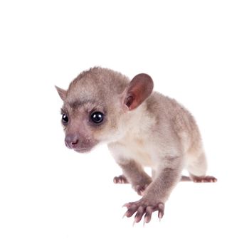 Kinkajou, Potos flavus, 3 mounth old baby isolated on white background